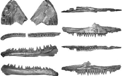 Aragosaurus ayuda a resolver un enigma sobre dos reptiles de hace 150 millones