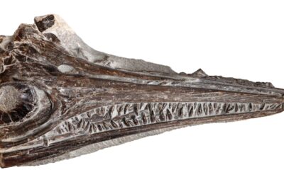 El “reptil bacalao”, una nueva especie de ictiosaurio del Jurásico Inferior descubierta en Portugal