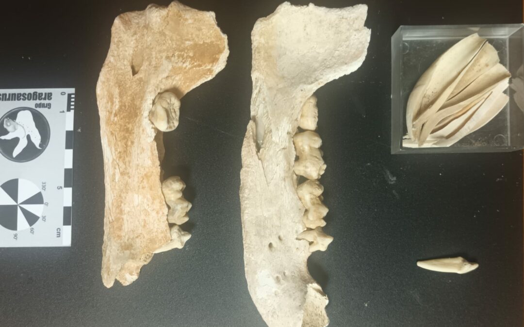 Los primeros fósiles de osos de las cavernas del macizo de Cotiella (Huesca)