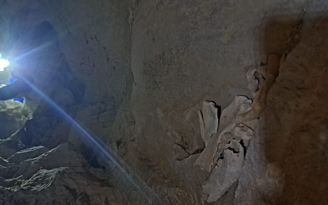 Los primeros fósiles de osos de las cavernas del macizo de Cotiella (Huesca)