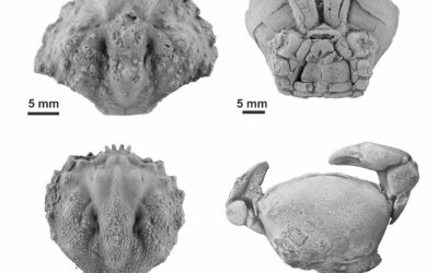 Nuevos fósiles del Pirineo aragonés ayudan a explicar la diversidad de invertebrados en los mares actuales