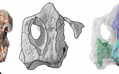El cerebro de los cocodrilos enanos del Jurásico sale a la luz