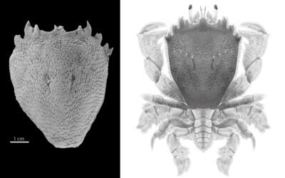 Descubierto un nuevo conjunto fósil de cangrejos “rana” en el Pirineo Aragonés