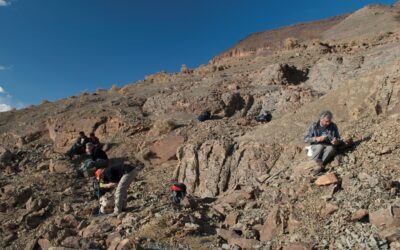Descubierto un fósil clave para conocer cómo surgió la simetría en las estrellas de mar