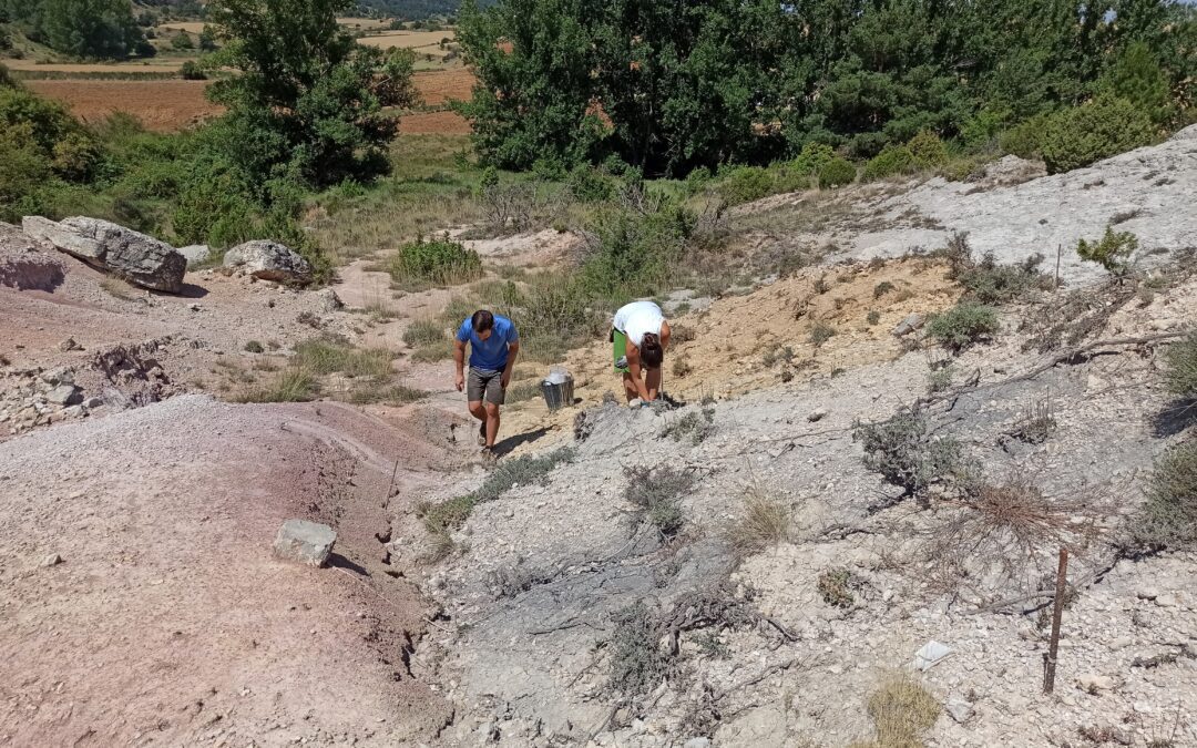 Cañalatorre, Allueva