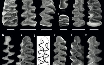 Un homenaje a un gran maestro y amigo: El legado de Oldřich Fejfar: Una perspectiva española sobre la bioestratigrafía de los roedores  arvicolinos
