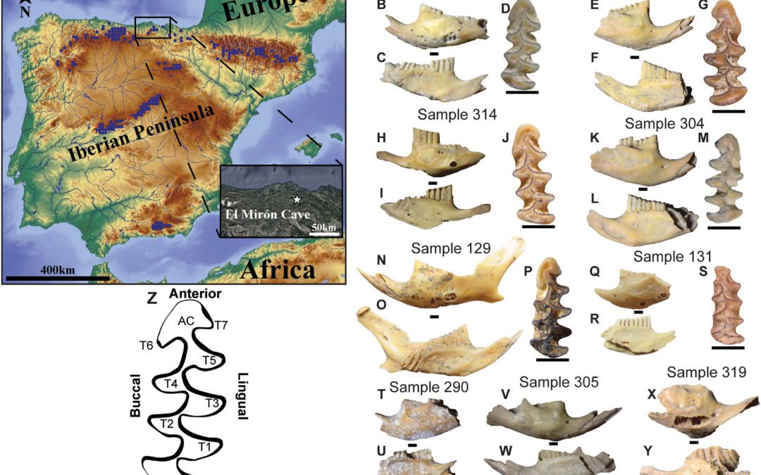 Cambios poblacionales del topillo nival en el registro fósil del norte de la península ibérica