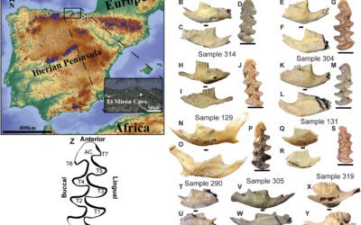 Cambios poblacionales del topillo nival en el registro fósil del norte de la península ibérica