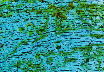 El crecimiento de los ornitópodos turolenses