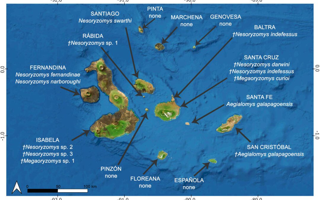 Taxonomía y biogeografía del mayor roedor sigmodontino conocido usando ADN antiguo