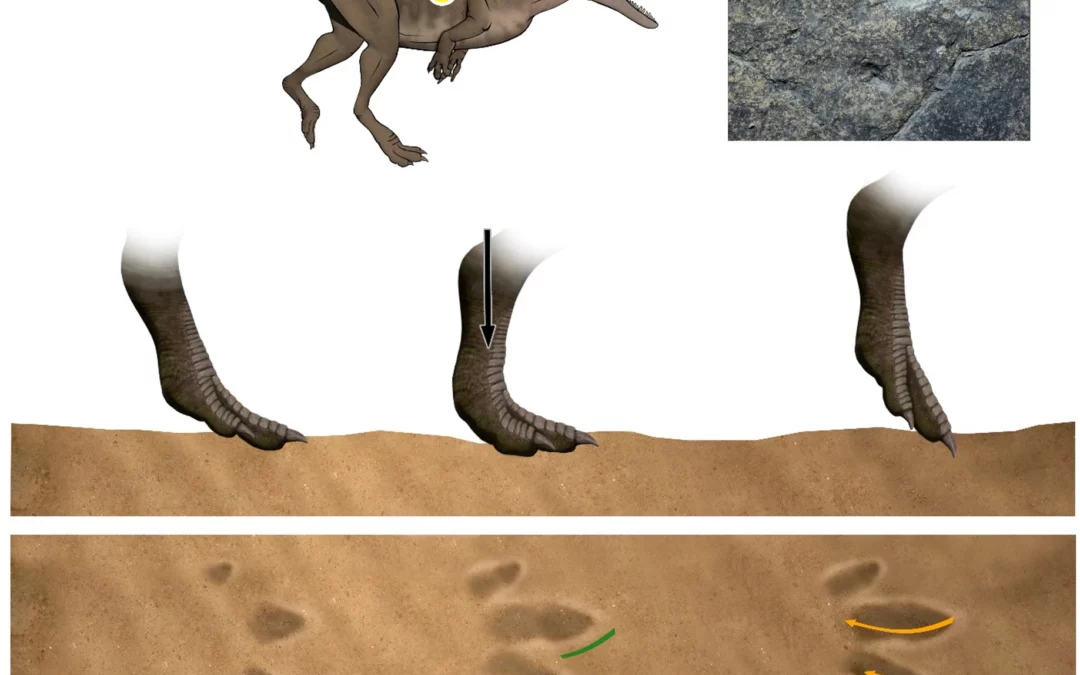 ¿Cómo corrían los dinosaurios terópodos?