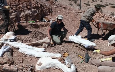 Vuelve el proyecto de la conexión ibero-patagónica con los dinosaurios