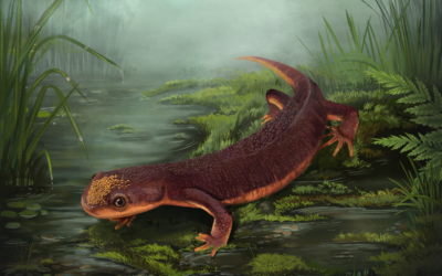 Nabia, un pequeño anfibio que vivió en Portugal hace 150 millones de años