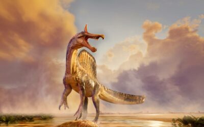 Una nueva especie de Spinosaurus