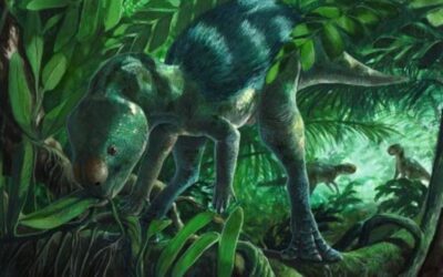 Se ha descrito el dinosaurio ornitópodo más pequeño del mundo en Salas de los Infantes (Burgos, España)