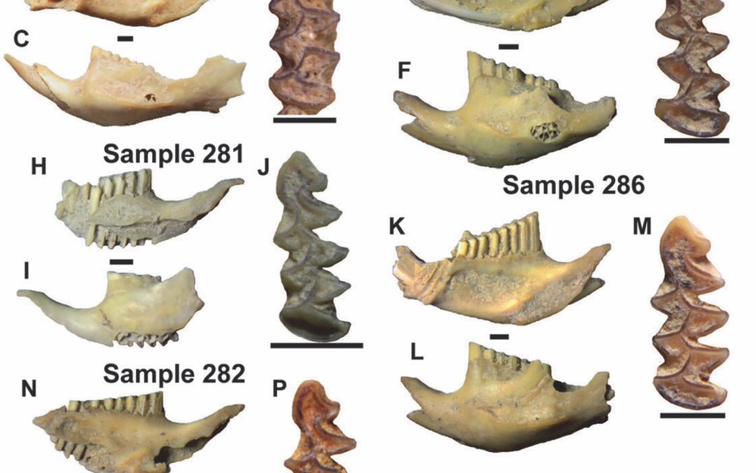 Nueva población fósil del topillo nórdico (Alexandormys oeconomus) en la península ibérica.