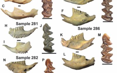 Nueva población fósil del topillo nórdico (Alexandromys oeconomus) en la península ibérica.