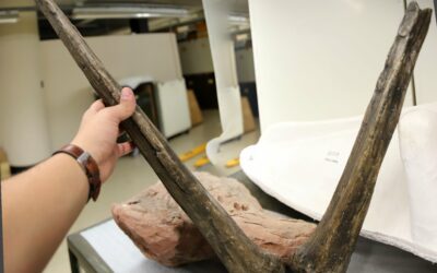 Los estegosaurios europeos se expandieron por Norteamérica en el Jurásico Superior.