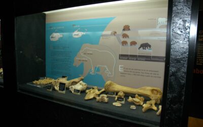 La Cueva del oso cavernario de Tella (Huesca)
