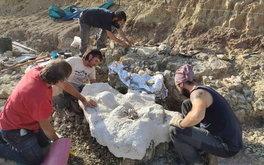 El Grupo Aragosaurus vuelve a excavar los dinosaurios de Alacón y hace visitas guiadas…