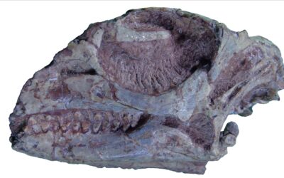 Nuevo estudio revela verdadera identidad del dinosaurio Gasparinasaura cincosaltensis